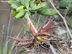Agave schidigera