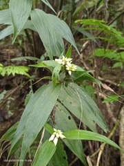 Tropidia curculigoides