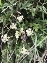 Pimpinella niitakayamensis