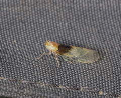 Notocixius