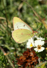 Colias vauthierii