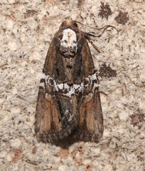 Bryolymnia semifascia