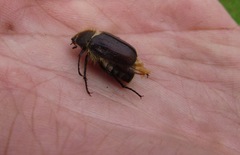 Amphimallon altaicum