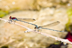 Argia cuprea