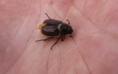 Amphimallon altaicum