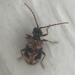 Ptinus texanus