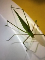 Acrometopa italica