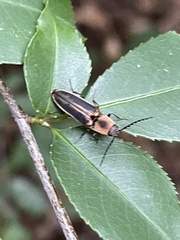 Megapenthes limbalis