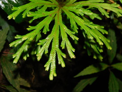 Selaginella doederleinii
