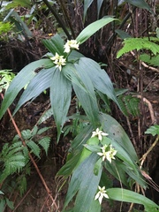 Tropidia curculigoides