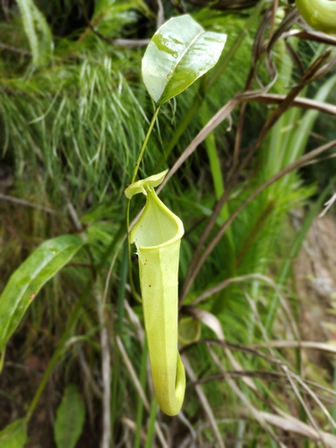Nepenthes maxima