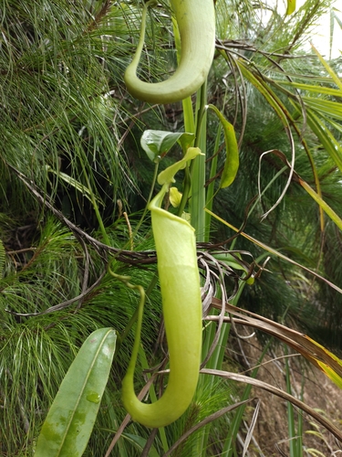 Nepenthes maxima