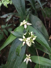 Tropidia curculigoides