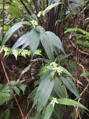 Tropidia curculigoides