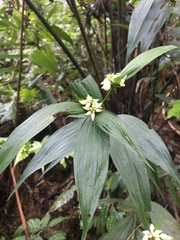 Tropidia curculigoides