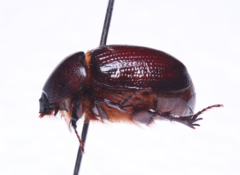 Orizabus pyriformis
