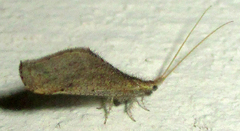 Berothidae