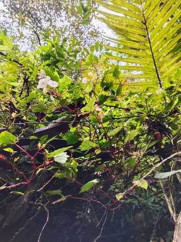 Begonia sanguineopilosa