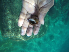 Opeatostoma pseudodon