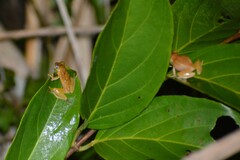 Dendropsophus nanus