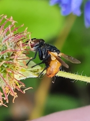 Gymnosoma costatum