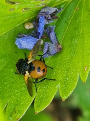Gymnosoma costatum