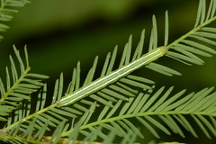 Cutina distincta