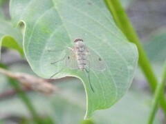 Chrysopilus modestus