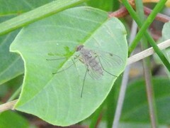 Chrysopilus modestus