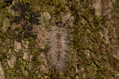 Dasychira tephra
