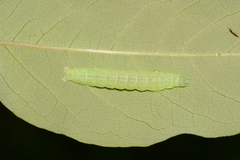 Hypsoropha hormos