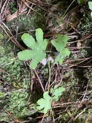 Lygodium palmatum image