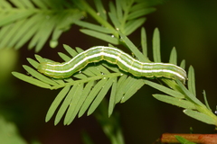 Cutina distincta