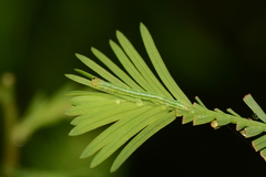 Cutina distincta