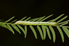 Cutina distincta
