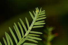 Cutina distincta