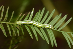 Cutina distincta