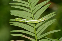 Cutina distincta