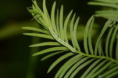 Cutina distincta