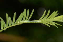 Cutina distincta