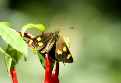 Argopteron aureipennis
