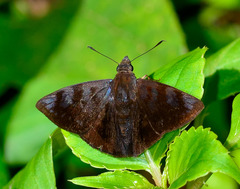Pellicia costimacula