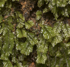Hymenophyllum caespitosum
