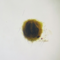 Argyrodes fissifrons