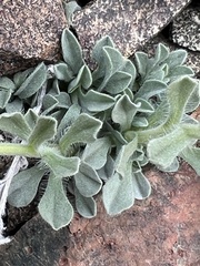 Oreocarya sobolifera