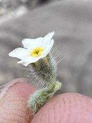 Oreocarya sobolifera