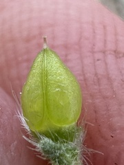 Oreocarya sobolifera