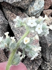Oreocarya sobolifera