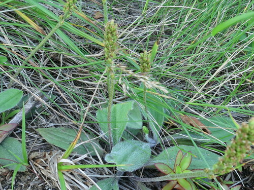 Image of Plantago camtschatica by (c) Repina Tatyana, some rights reserved (CC BY)