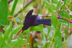 Diglossa lafresnayii